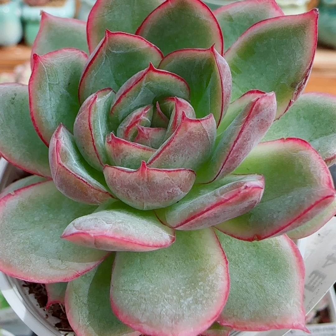 花语逸镜1004-132安娜