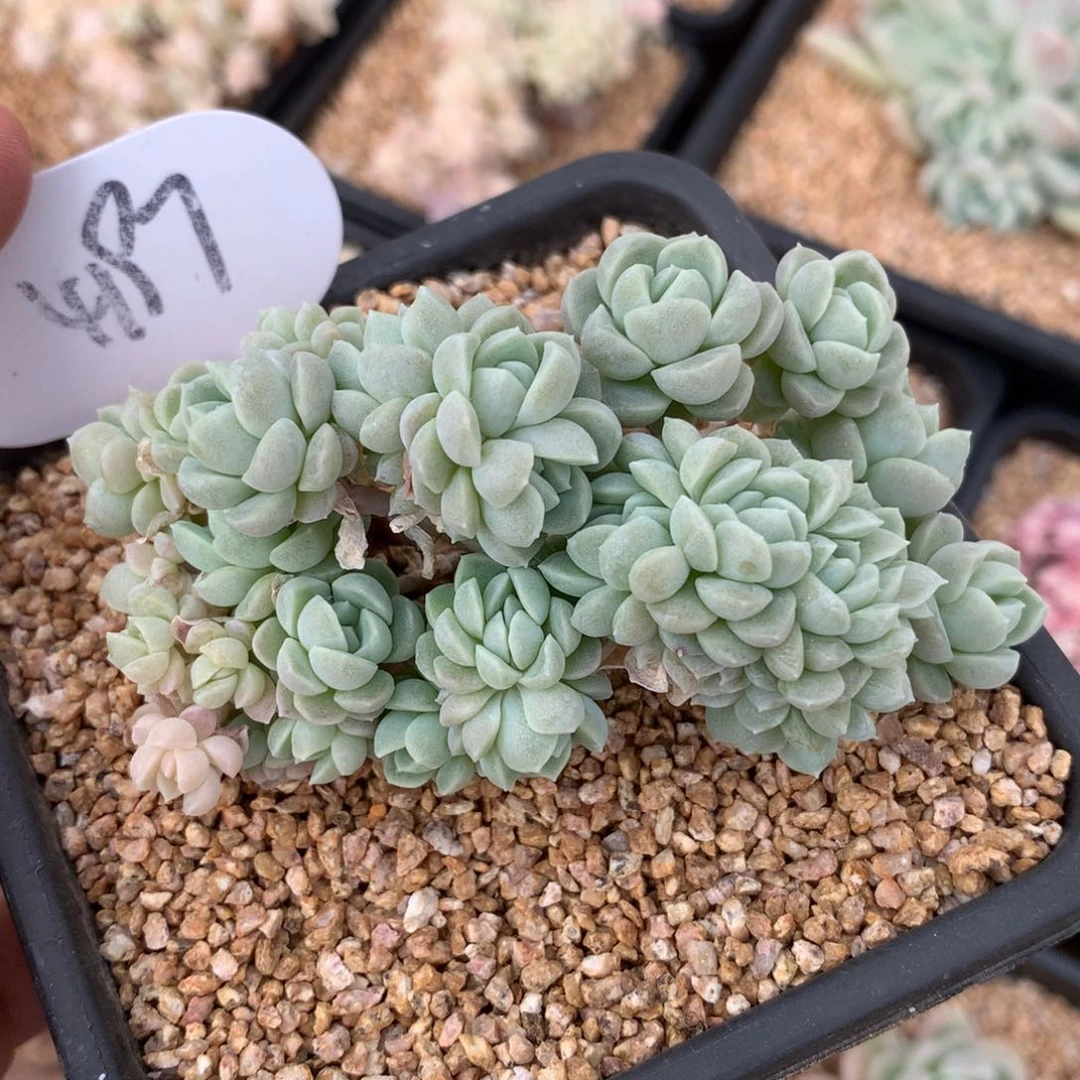 奶油美人朵朵缀4197