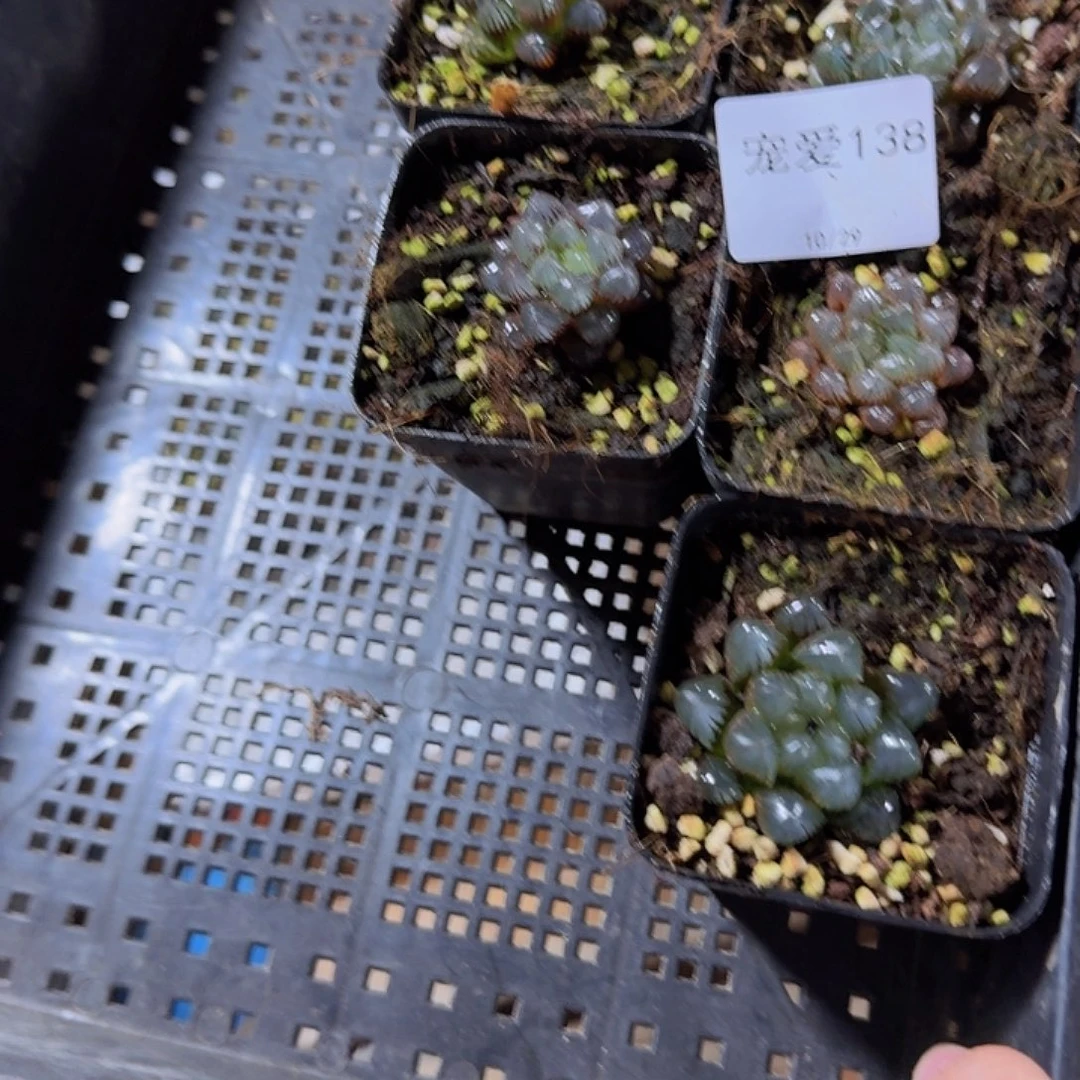 一物一拍带盆土福利138