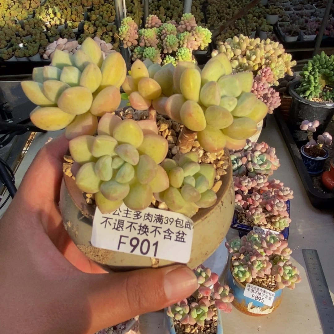 901泡泡糖多肉7cm
