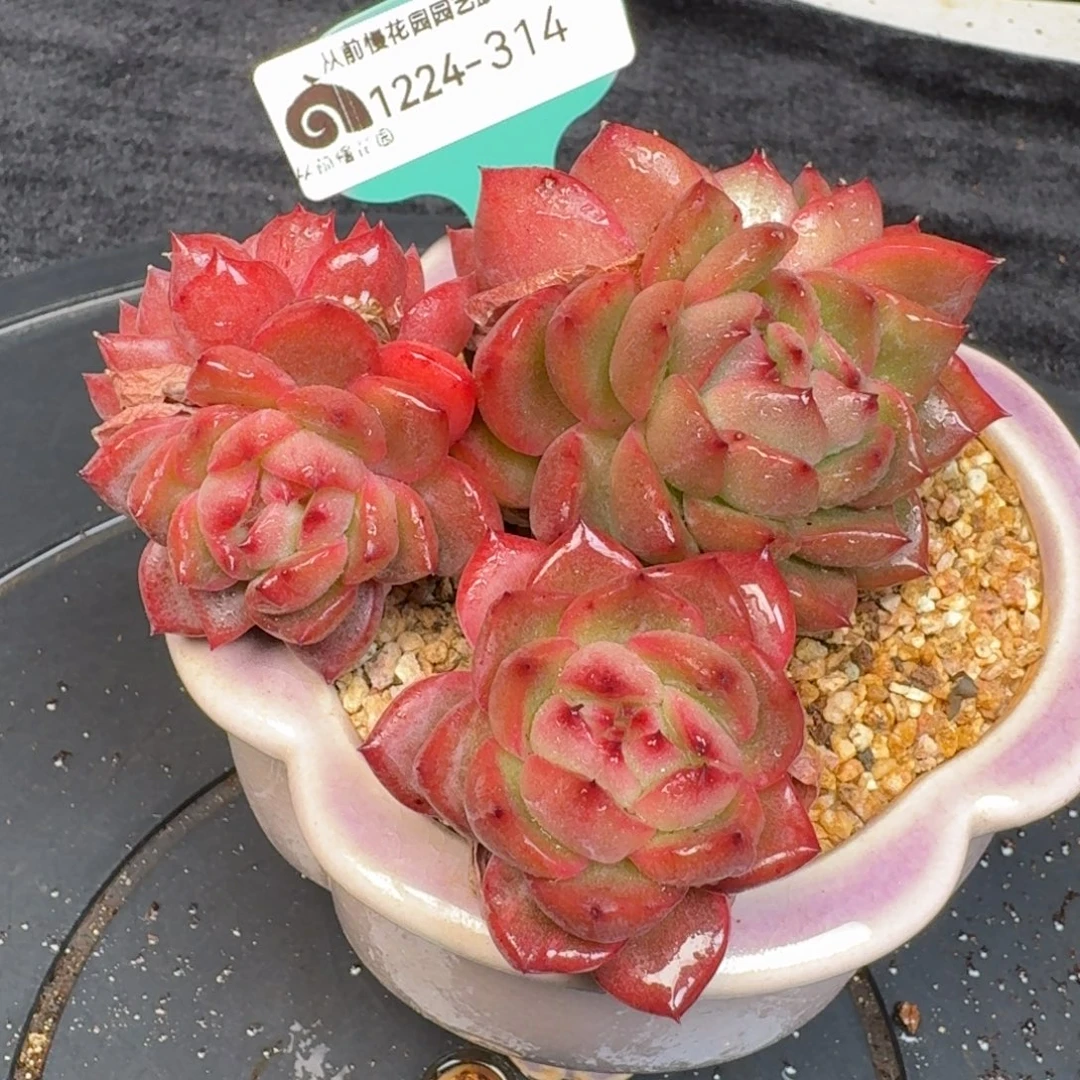 从前慢多肉精选编号1224.314