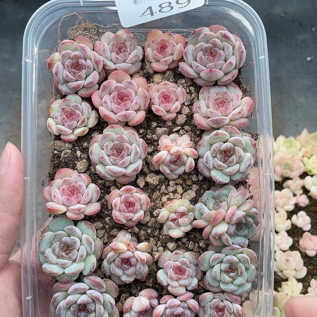 云糖心多肉植物489
