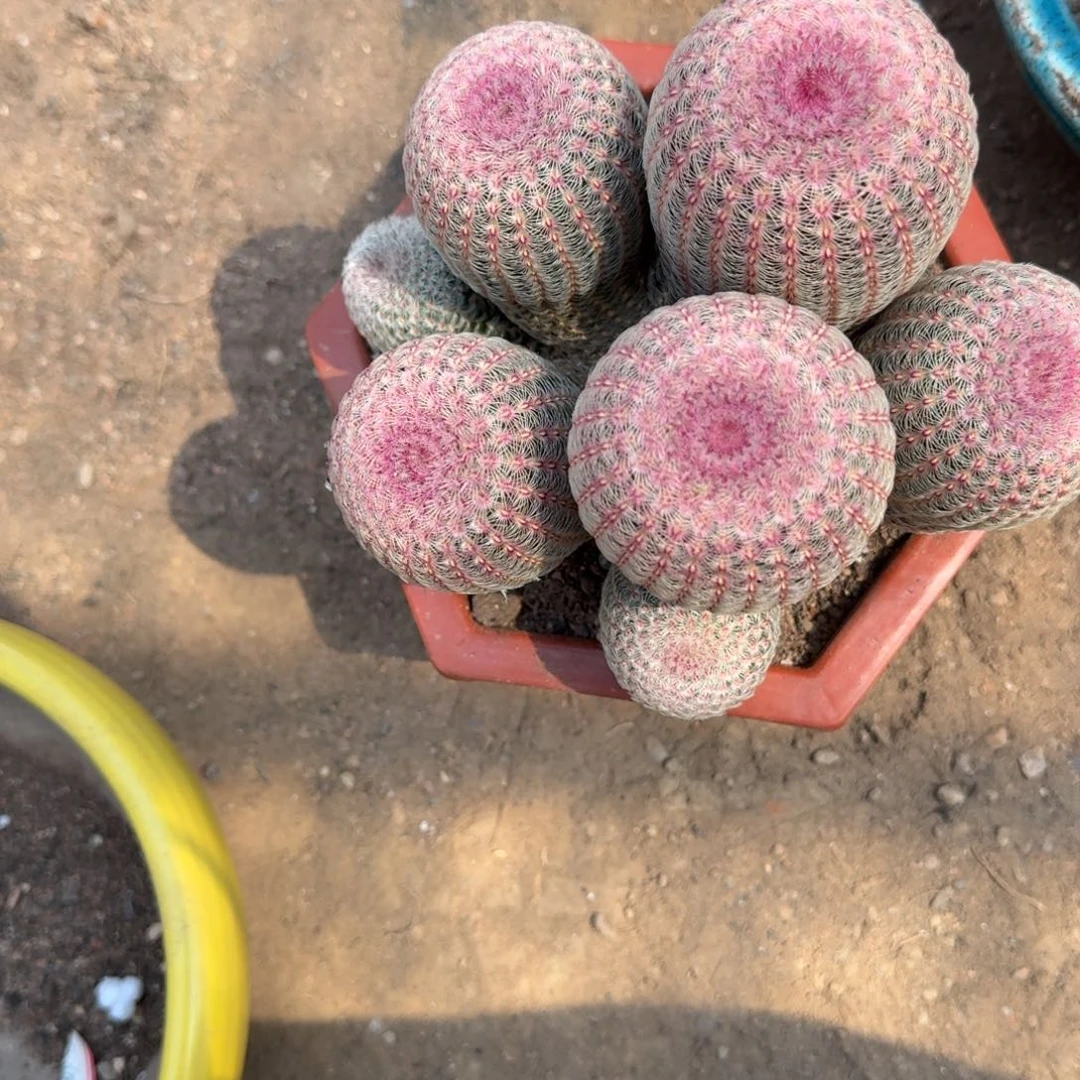 汉***司可口可乐了可口可乐了了