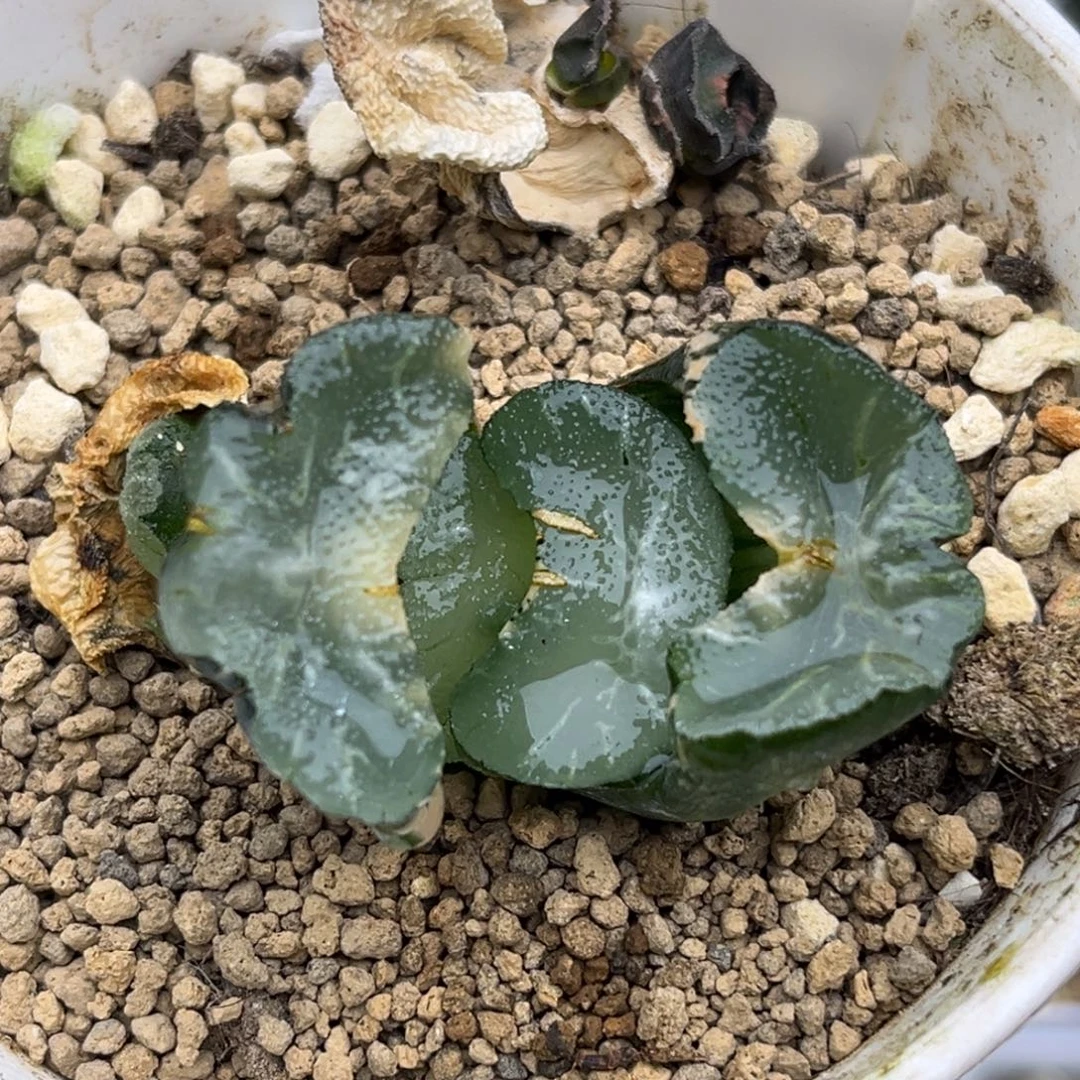 89大绳玉扇锦带仔福利专场