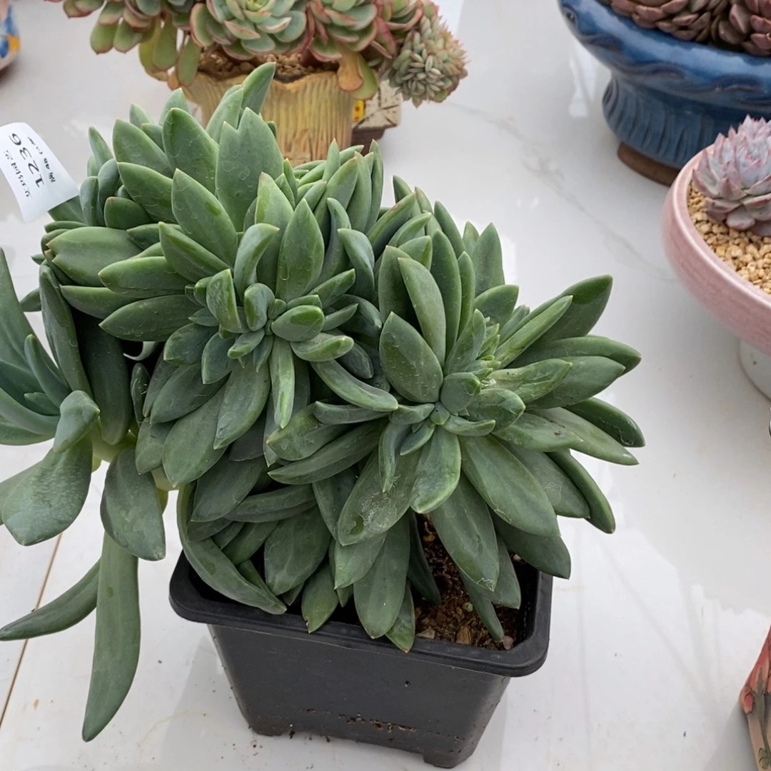 海洋之歌缀化多肉多肉236