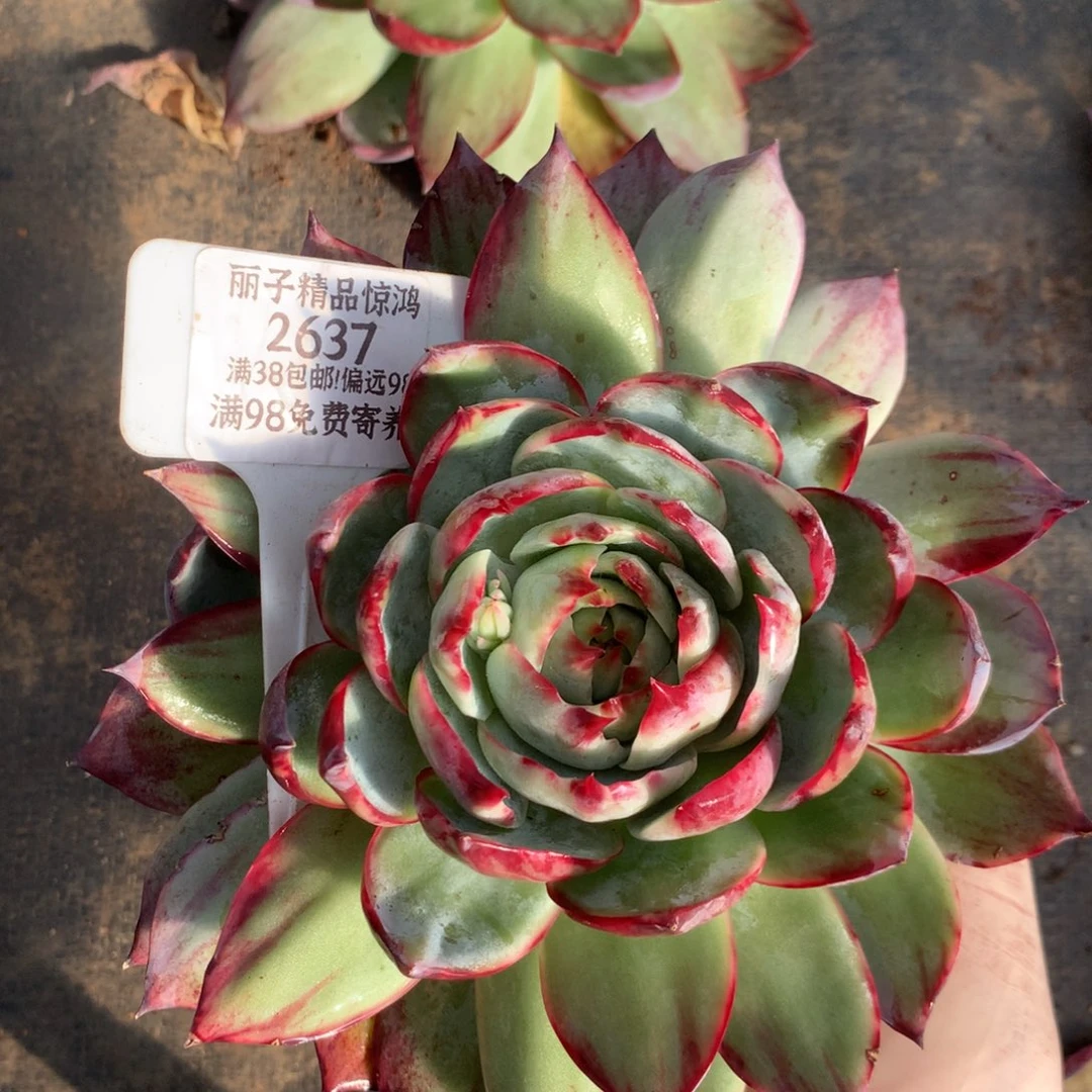 葛****2637多肉植物惊鸿16