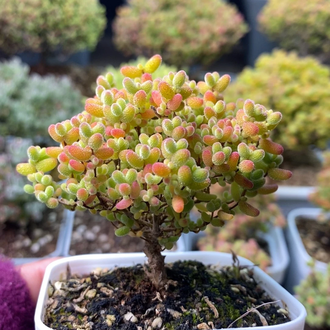 052蜜橘糖球 。