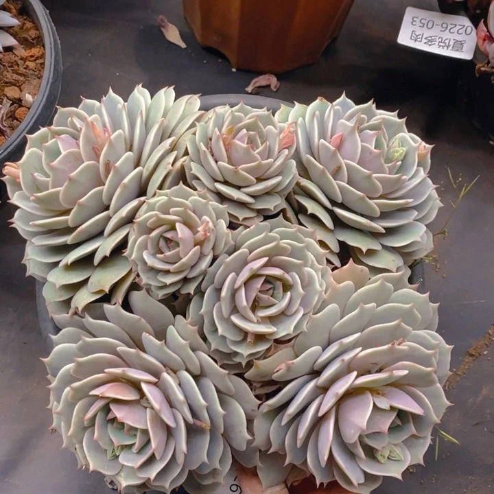 夏悦多肉 0226-64露娜连