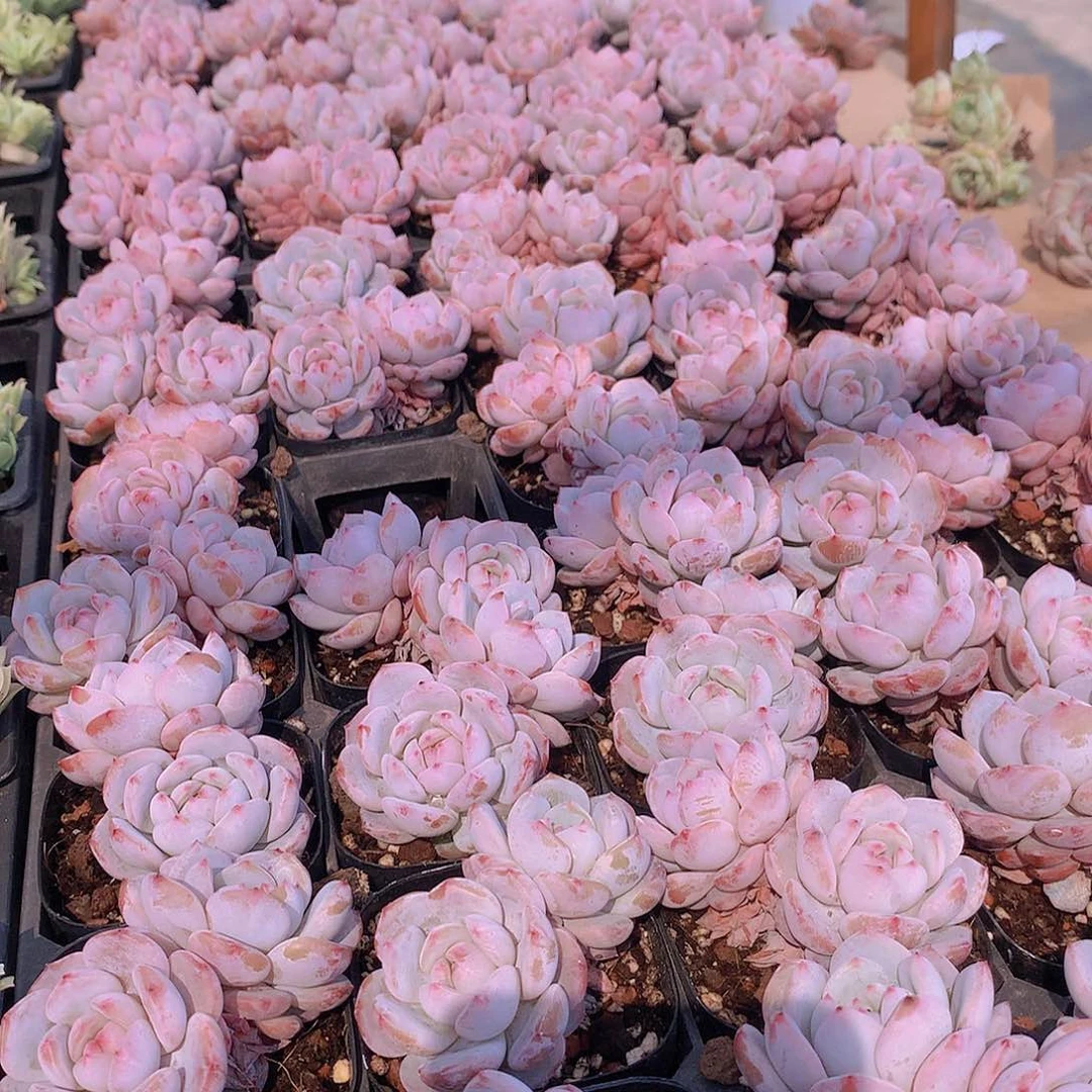 两颗星星橙345677889999