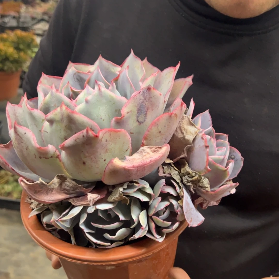 晚霞整桩整群带仔