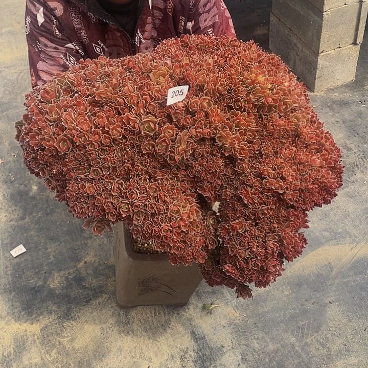 陇***业205号玫瑰法师朵朵微瑕