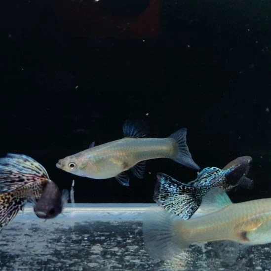 丹***购孔雀鱼金属蓝蕾丝五对