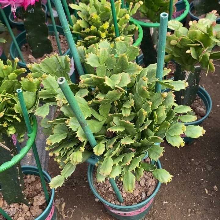 用***1完全开放028重瓣花