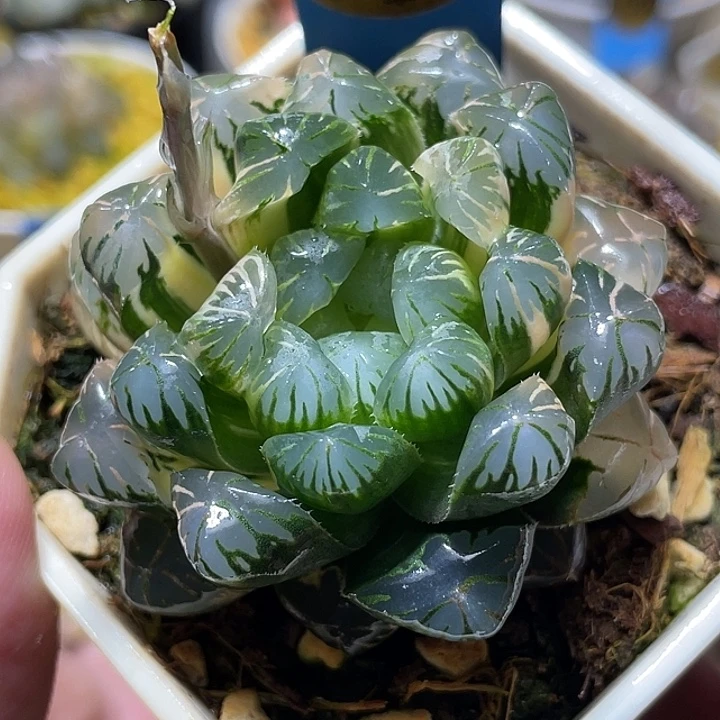 692卜卜紫锦母本级别