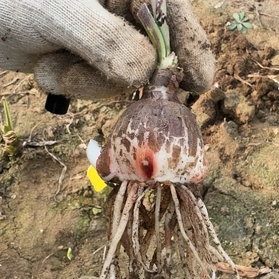 单瓣黑天鹅4厘米带两个侧 今年不一定开 开花包对版