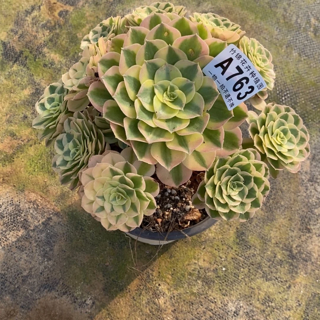 763小棵玉资福利一