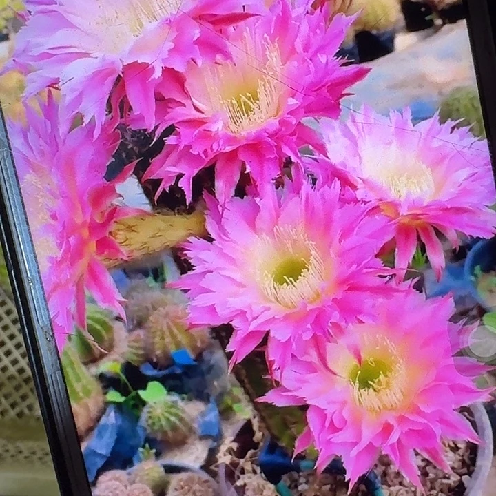 紫薇星侧芽5公分毛花柱