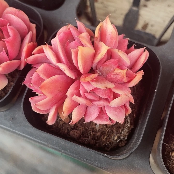 绮罗锦12.8一盆88888