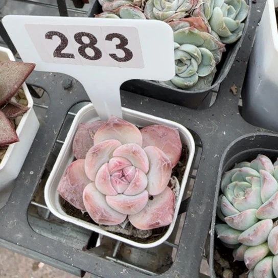 283雪恋人多肉植物多