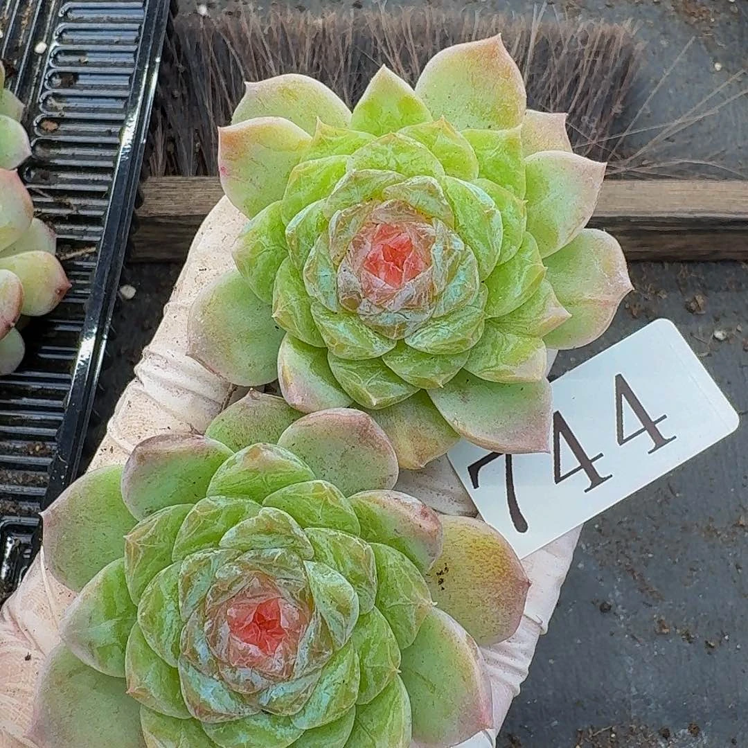 多肉植物多肉植物744