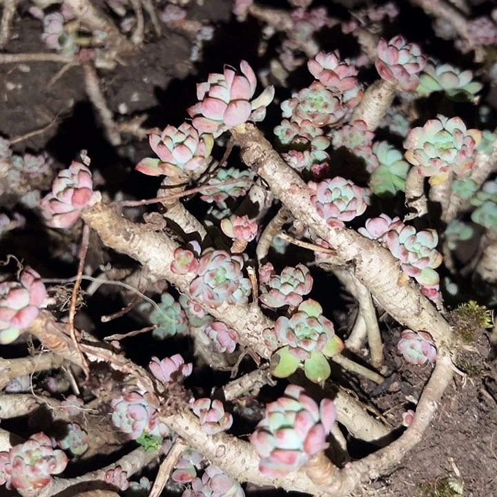 丸叶蓝苹果3盆。