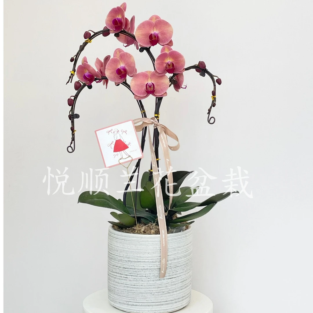 蝴蝶兰 招财进宝 陶瓷 花期长 桌面花 盆栽（直播专属）