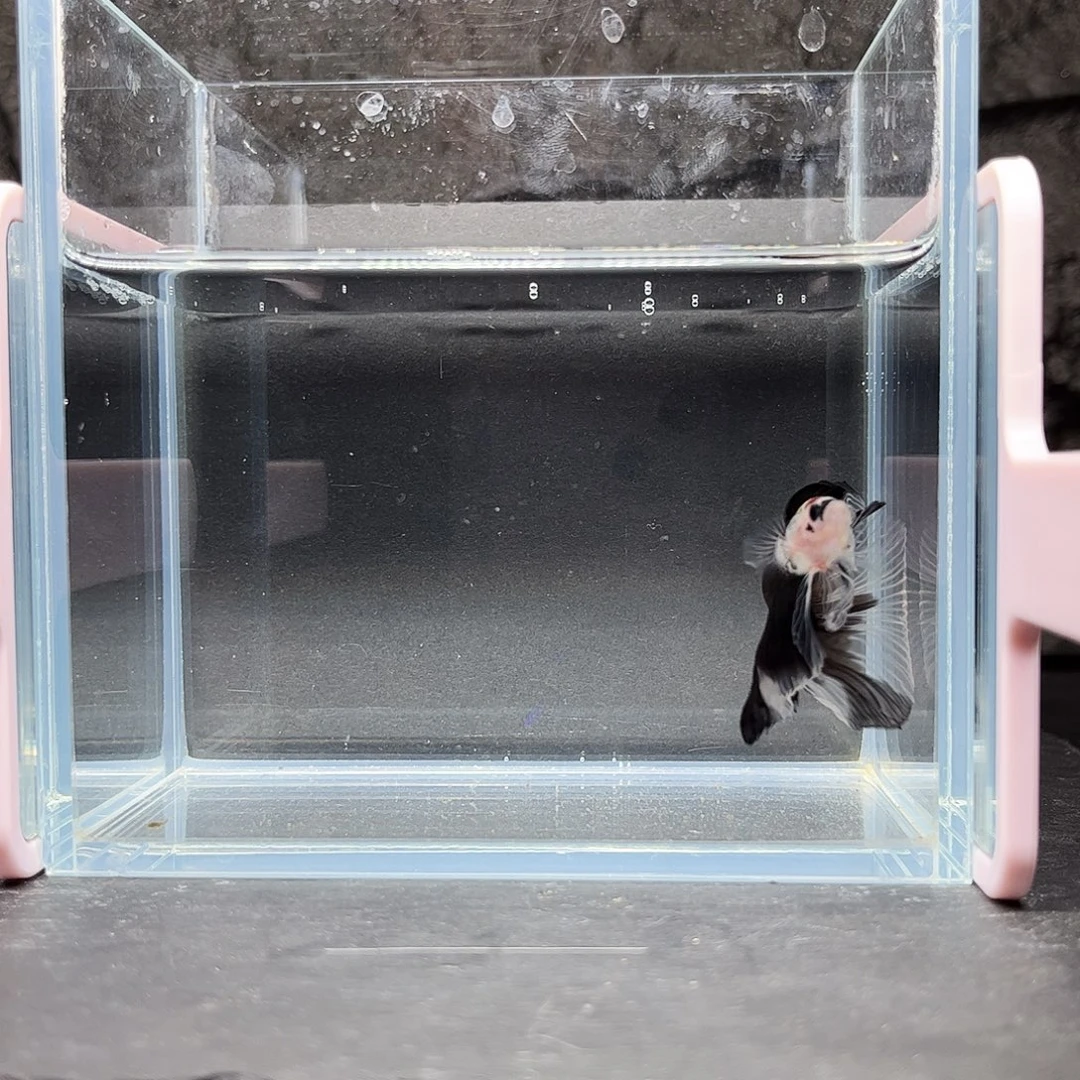 海水鱼宙斯斗鱼竞拍12--02