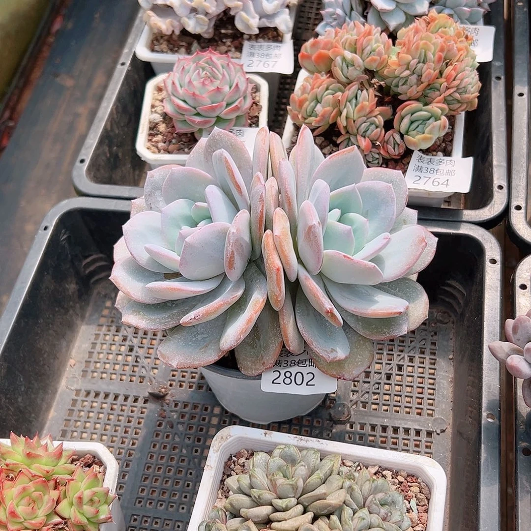 陆***陆多肉一物一拍植物2802