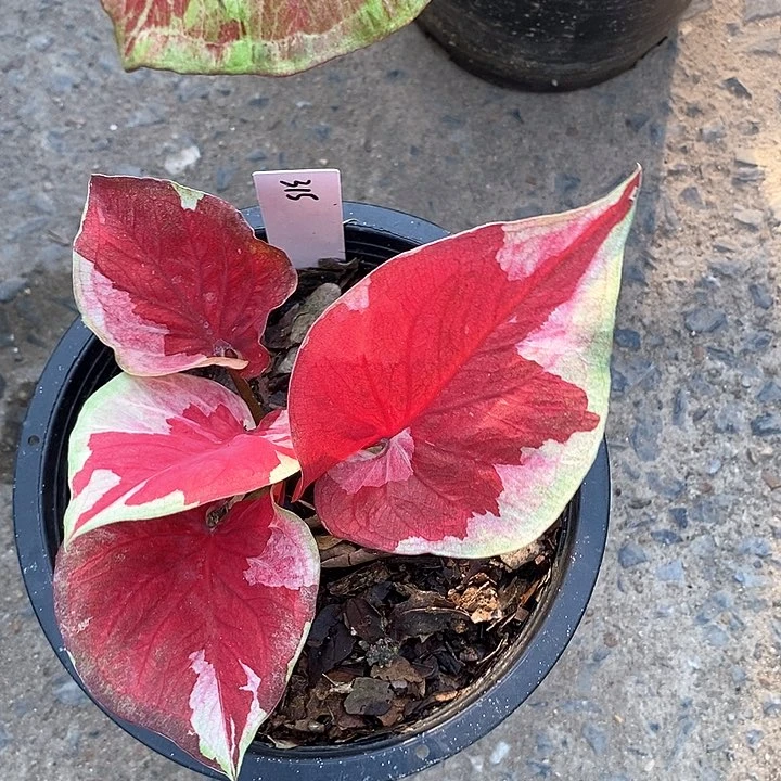 泰国彩叶315-0203