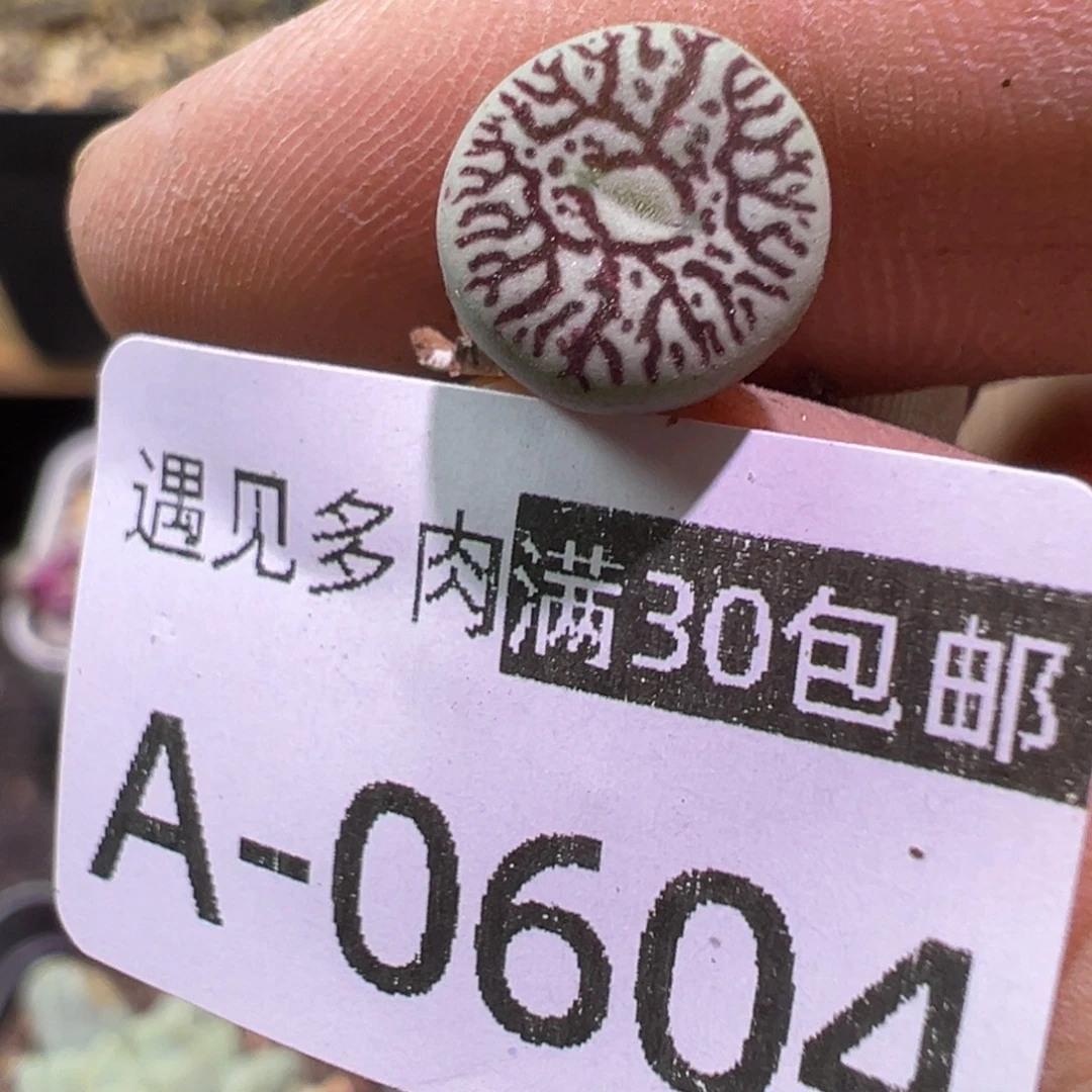 多肉植物111111111111