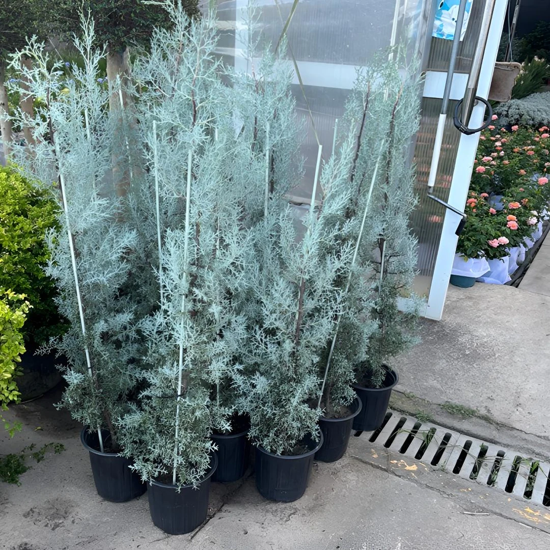 蓝冰柏盆栽苗2加仑大苗花园植物耐寒耐热多年生针叶树绿植