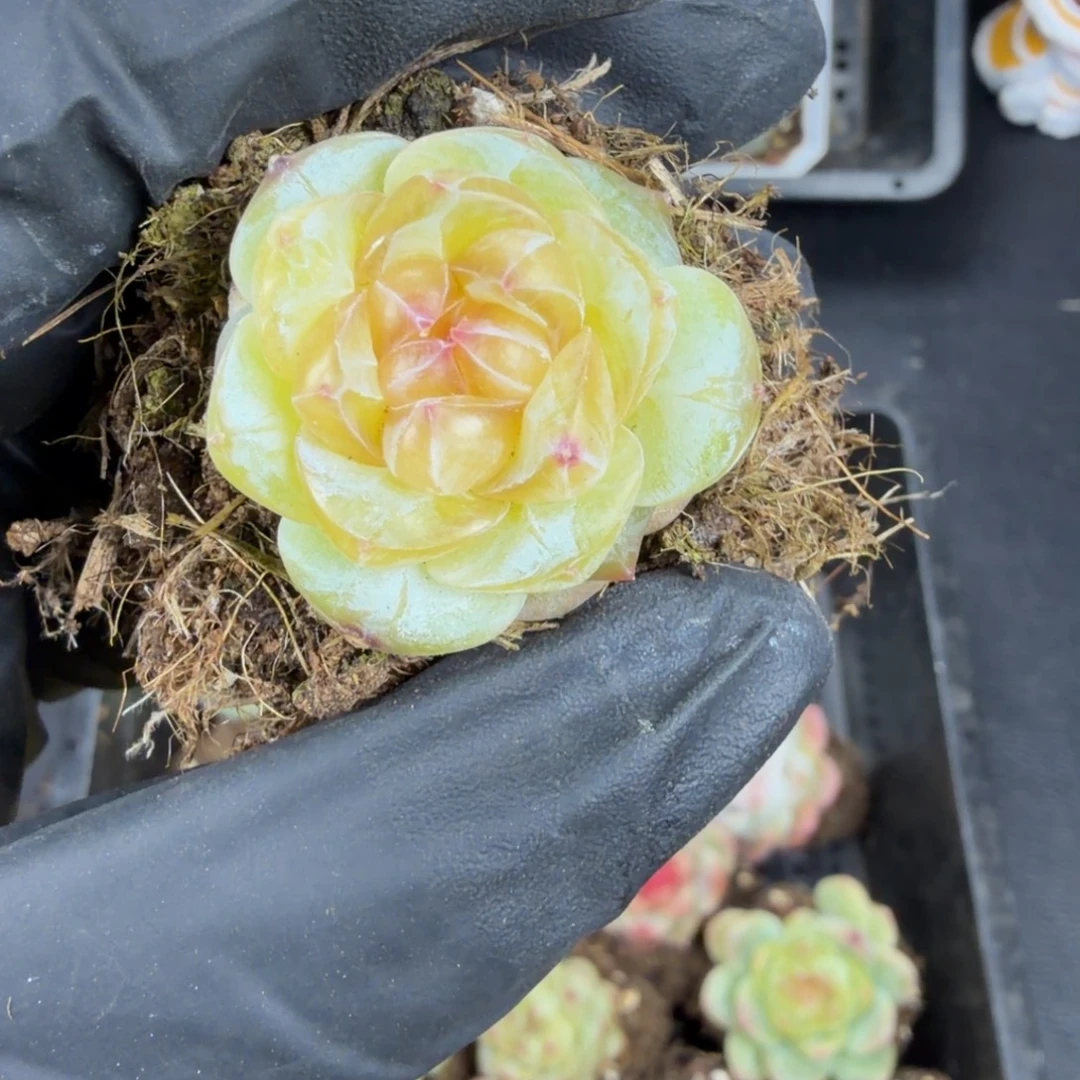 东篱下多肉植物哈哈哈