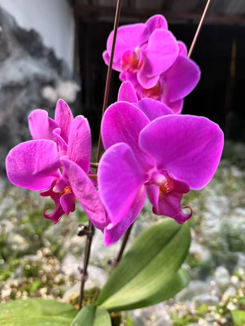 （花王）3.5寸大杯蝴蝶兰