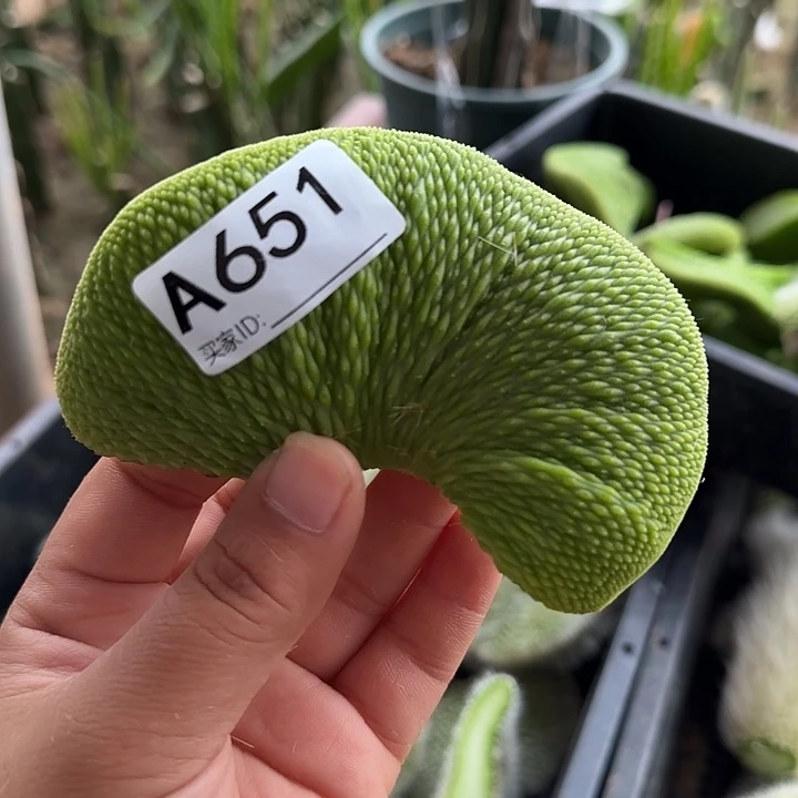 无花朵黄***青蛇缀头651