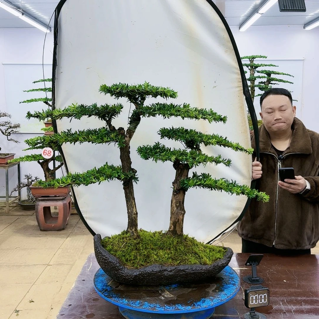 盆景欢迎大家一起来捡漏