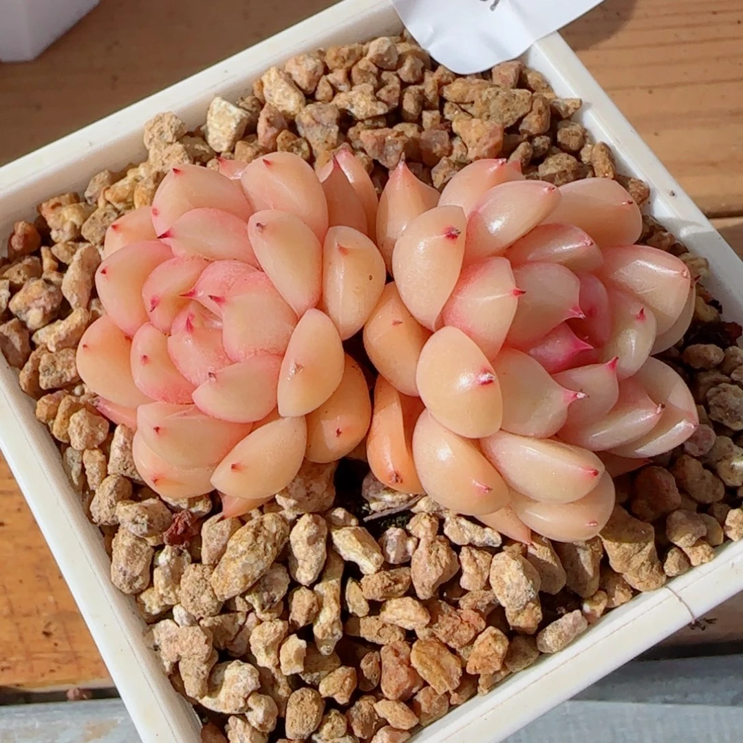 知秋珍妮，9582多肉植物