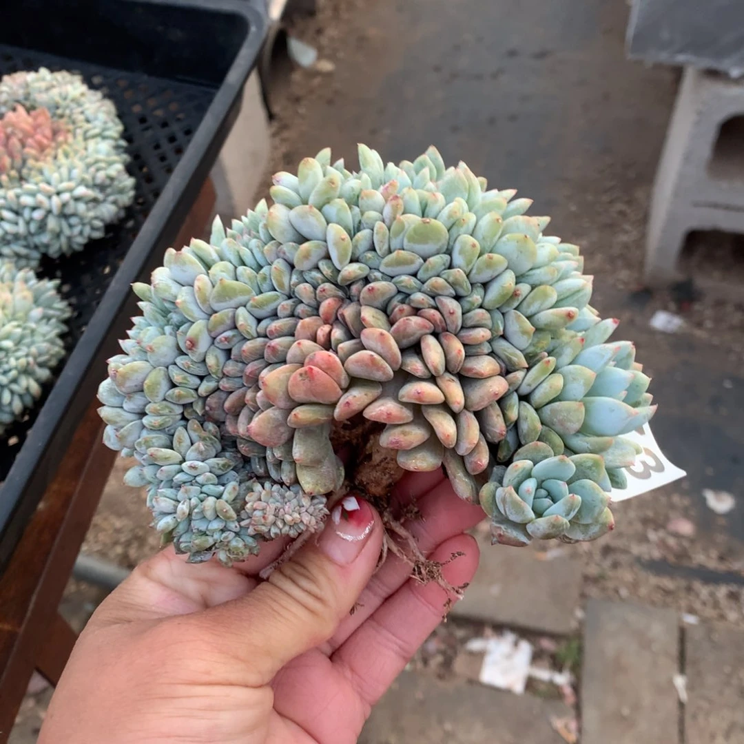 173橙子缀化多肉植物