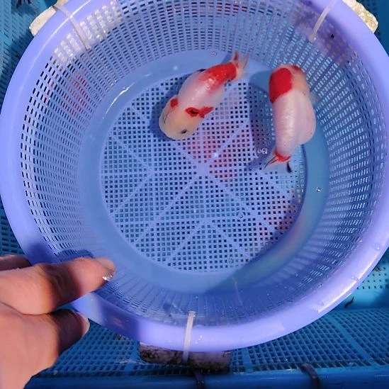 金鱼115兰寿两只特价顺丰包邮