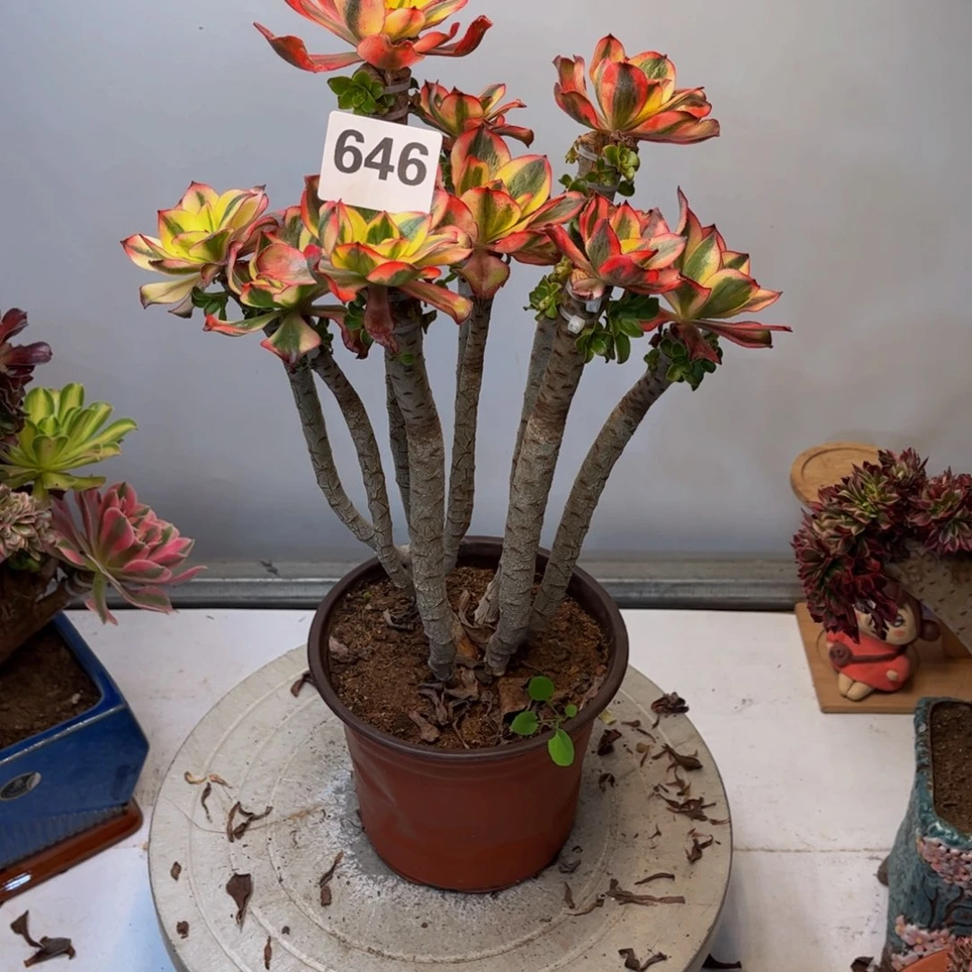 @***H多肉植物魅影646有修