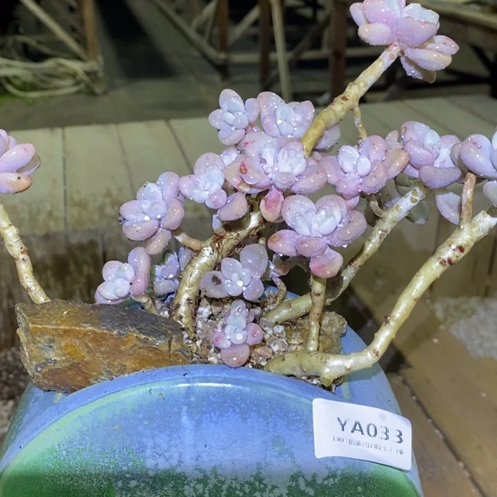 粗砂花盆臭****YA033已配已配