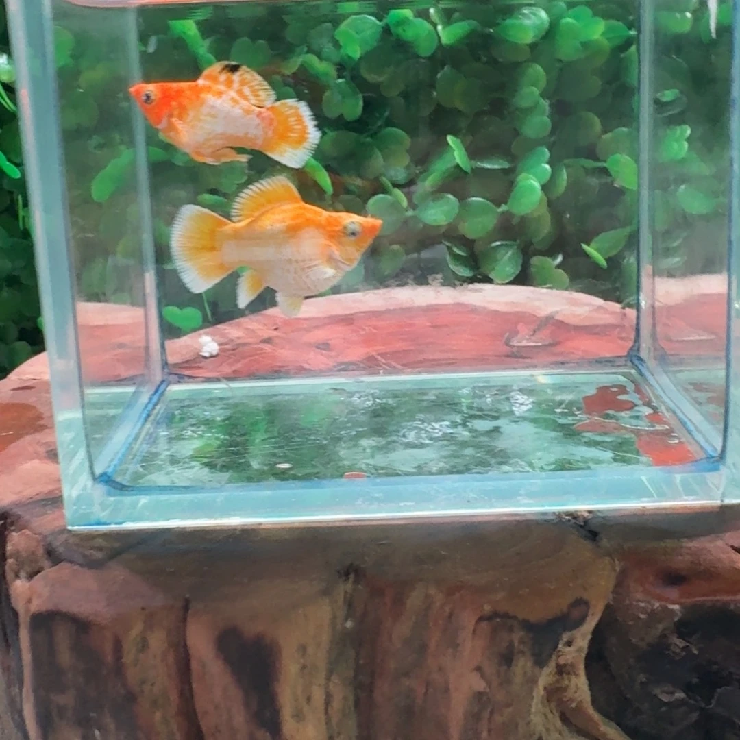 孔雀鱼金元宝玛丽1对