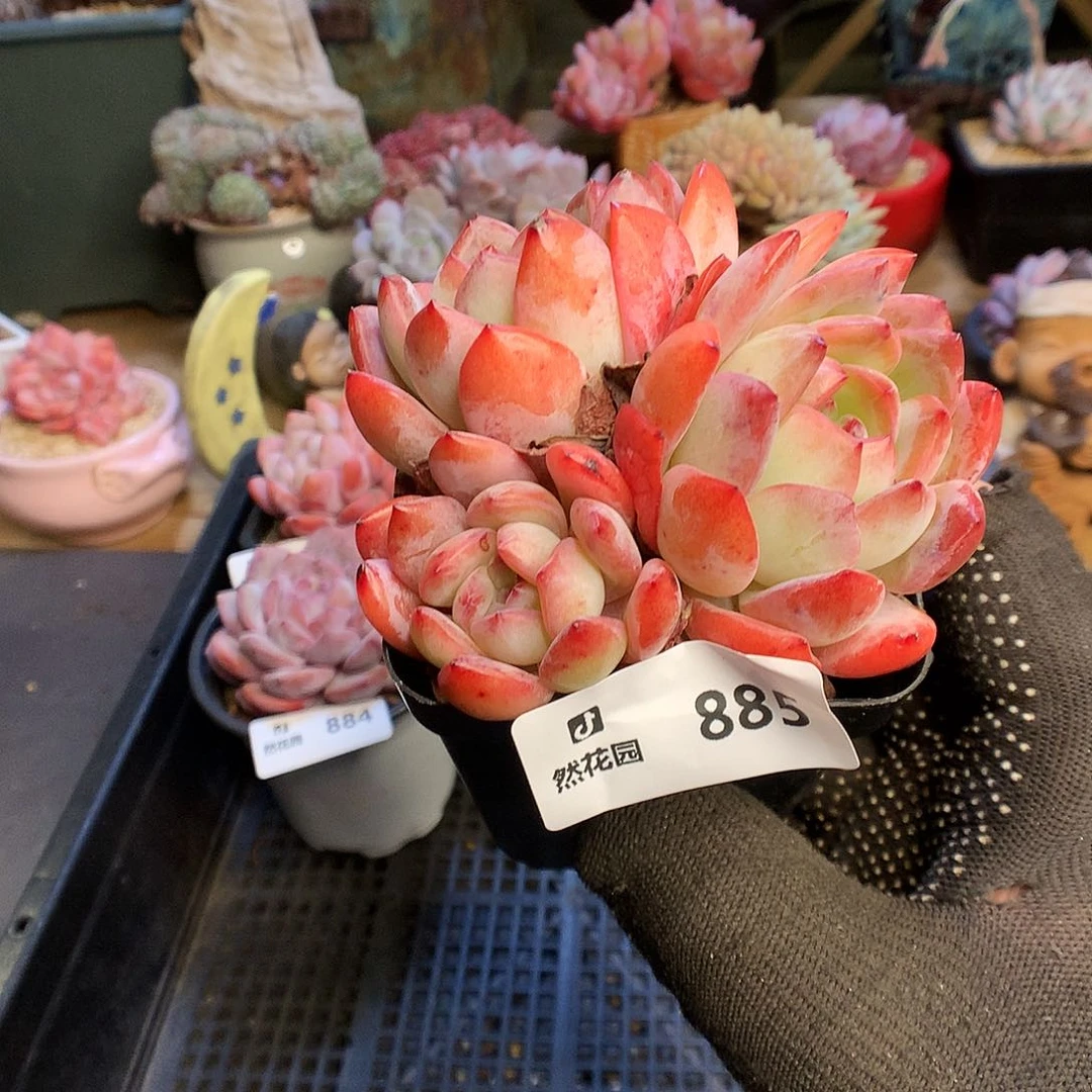 885全明星多肉植物