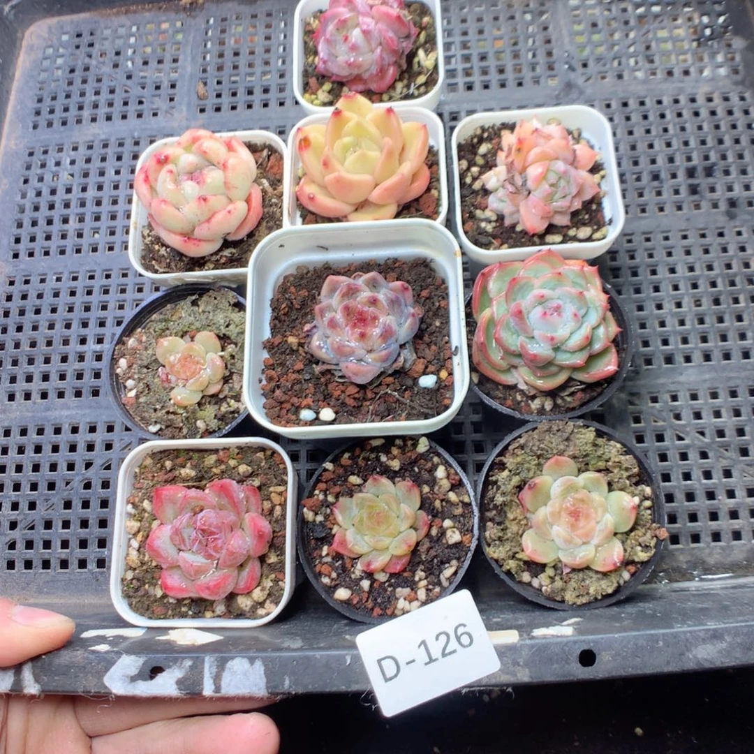 无花朵D126yyyyyyyyy