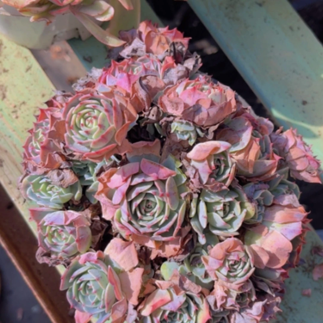 【闪购商品】赛康达1859