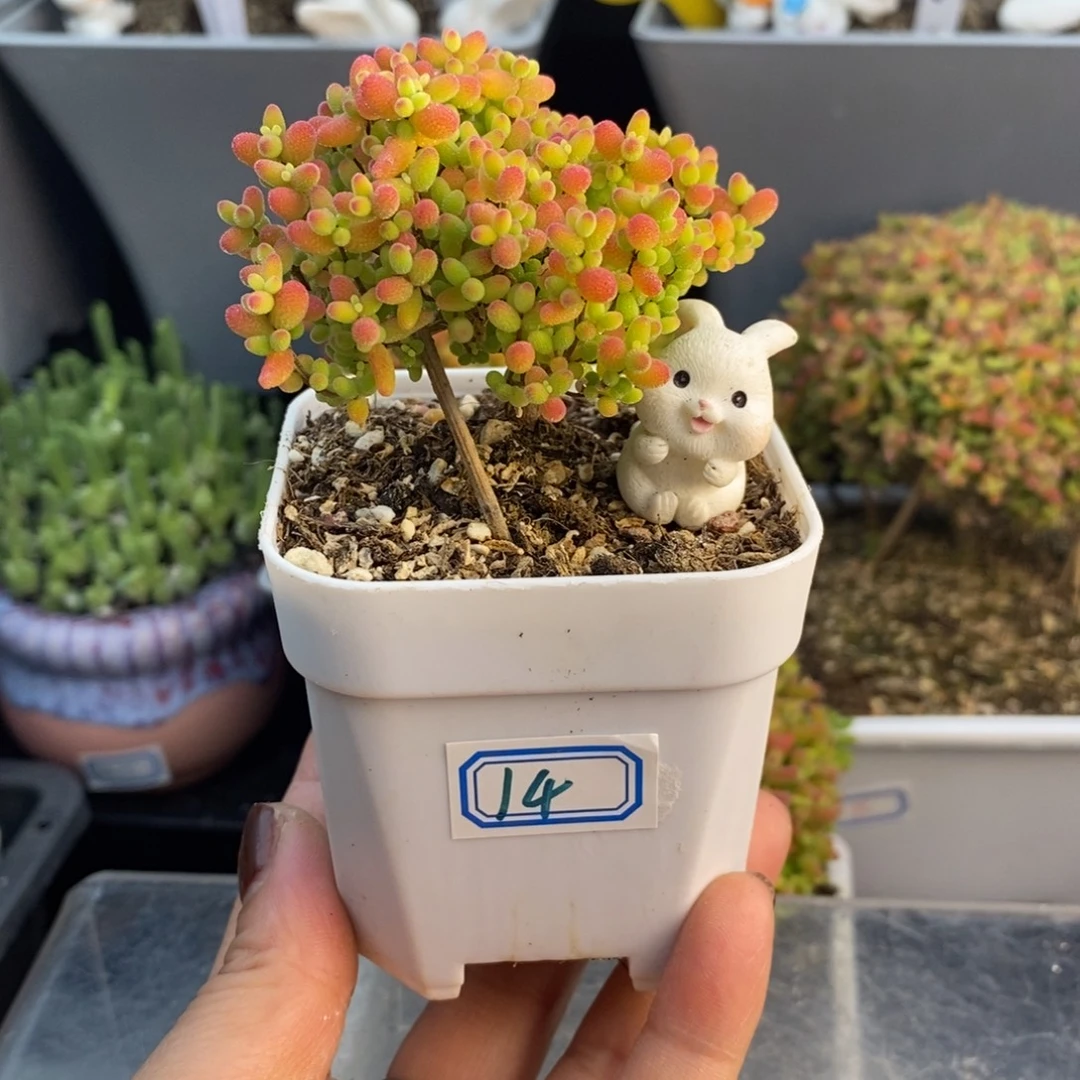 完全开放14号蜜橘糖球（6.5cm）