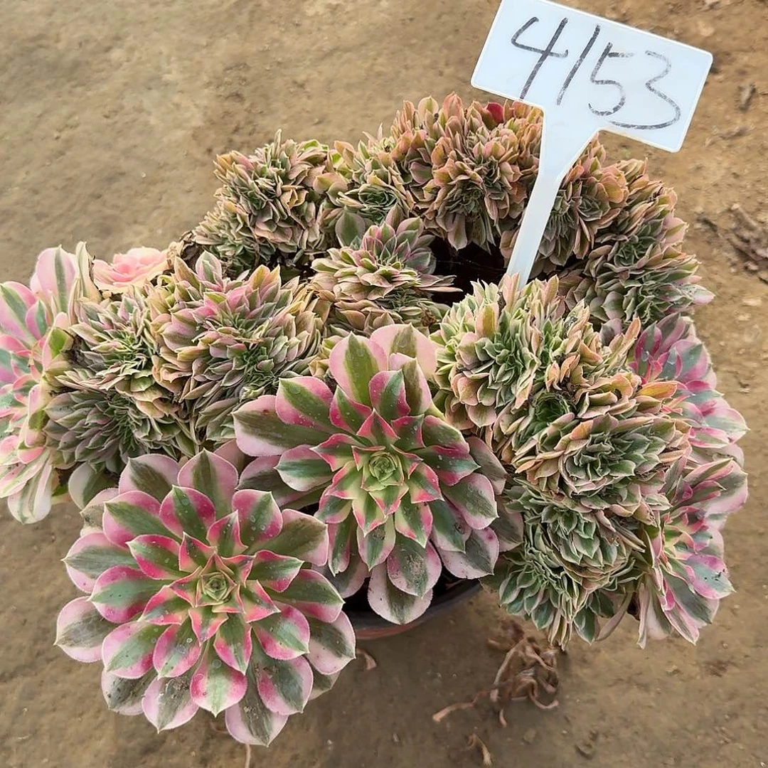 4153女郎缀多肉法师多肉