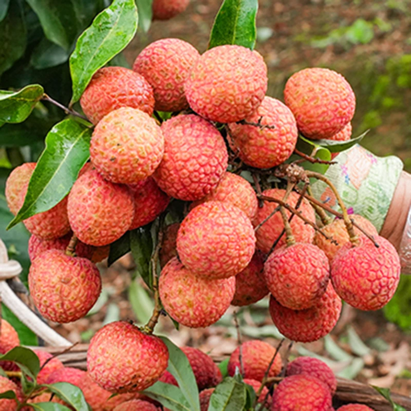 【顺丰冷链】广东高州水库爆甜白糖罂头茬荔枝小核现摘现发3/4.5斤