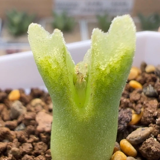 冰风铃一颗71。