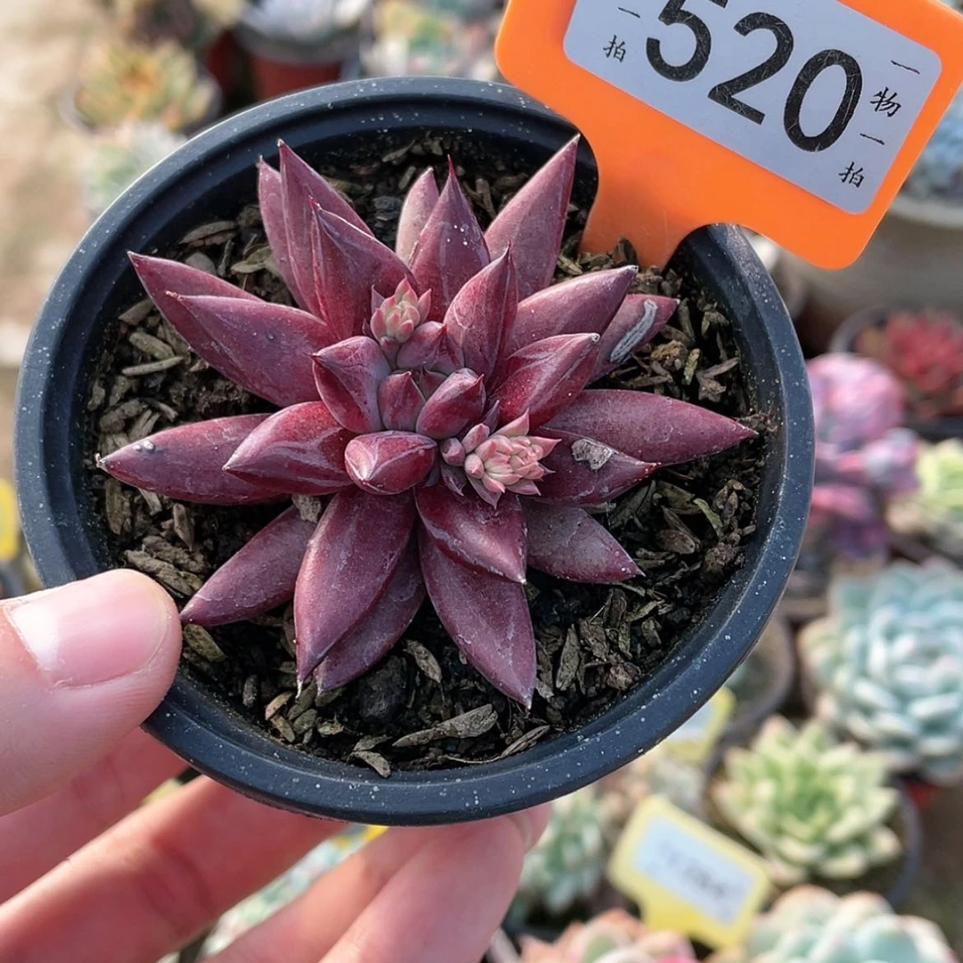 【闪购商品】520号