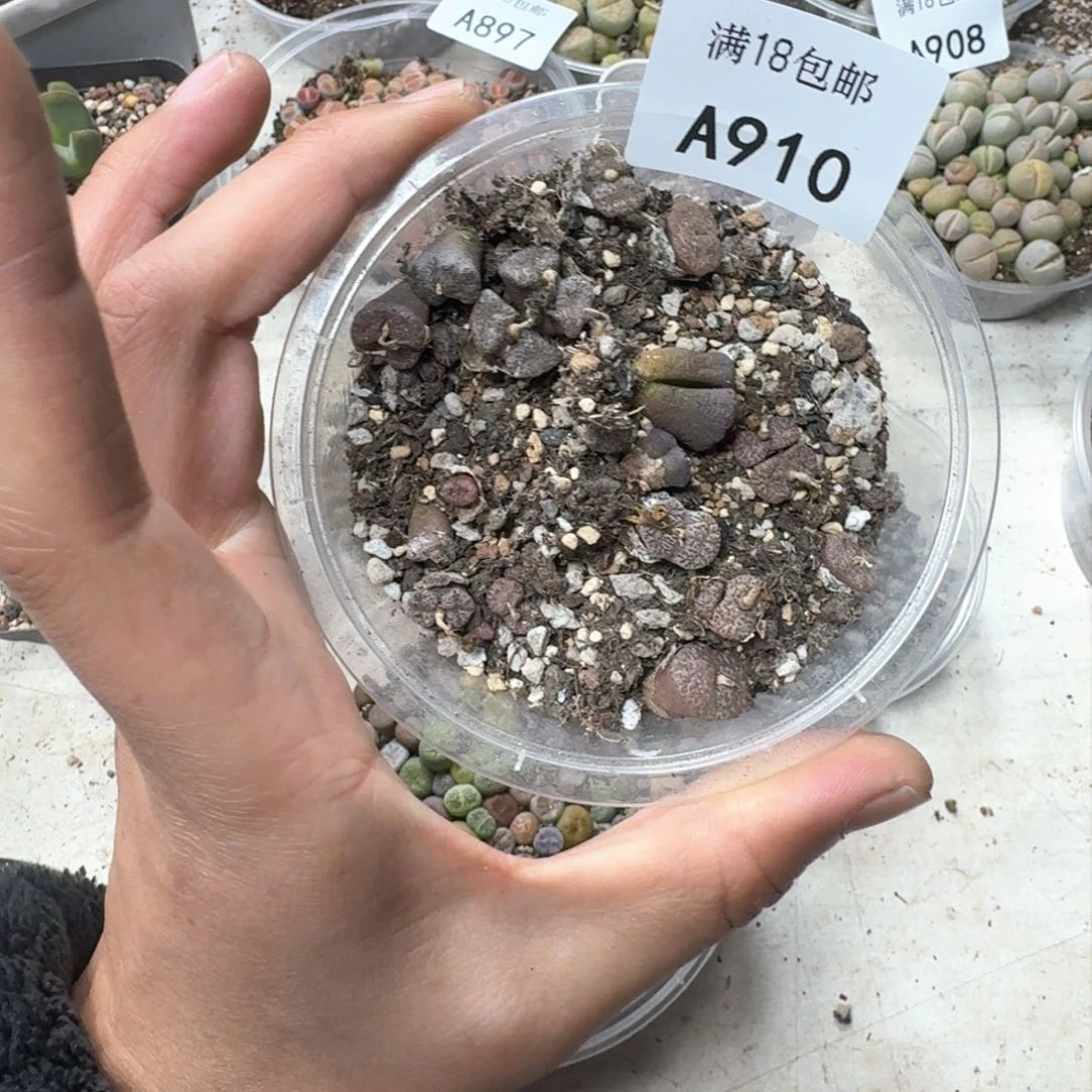 A910。勋章一盒。福利